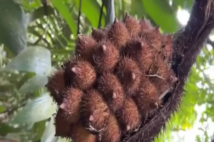 Kelapa Monyet, Coquito Palm Buah Kelapa Terkecil (Instagram @tanduria.co)