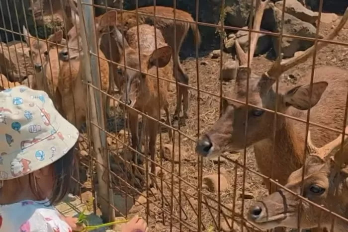 Rivera Outbound dan Edutainment juga memiliki kebun binatang mini yang pasti disukai anak anak (instagram @rivera.bogor)