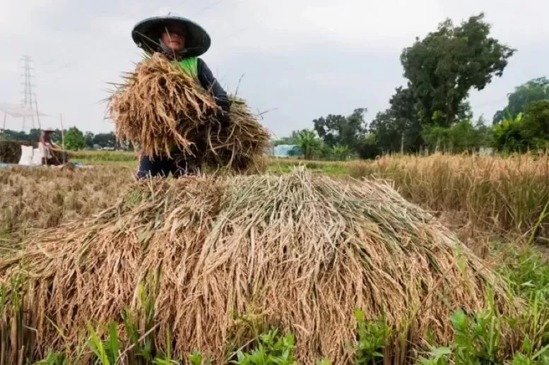 Viral Istilah ‘Ilmu Padi’ Dan ‘Manyala Abangku’ Di Medsos, Ada Yang ...