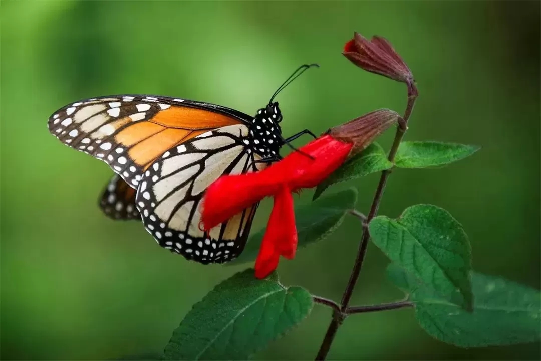 Seekor kupu-kupu raja hinggap di bunga yang terdapat di cagar alam kupu-kupu Sierra Chincua di Angangeo, Meksiko. (Sumber: REUTERS/Raquel Cunha) 