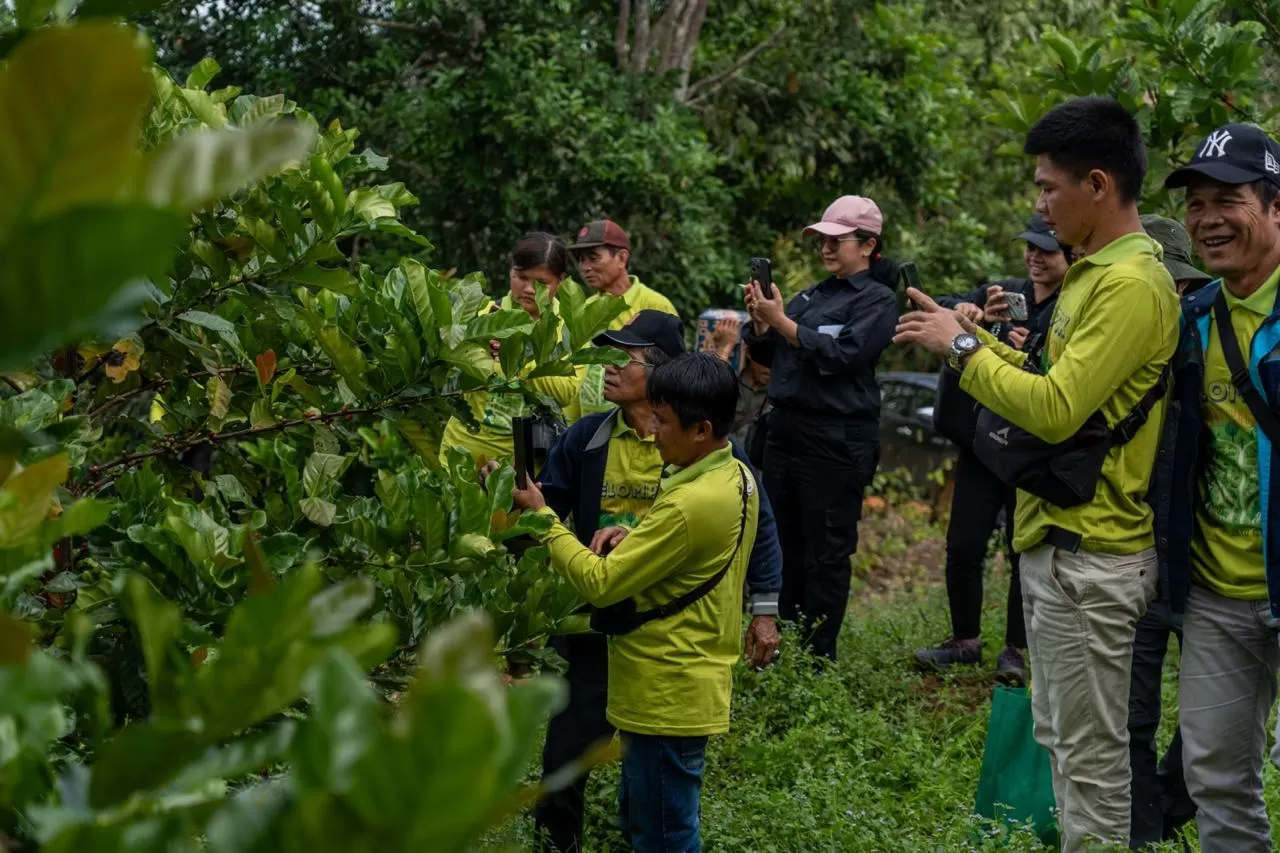PELUANG: Pohon Kopi Liberika Sepaku di IKN. (ISTIMEWA)