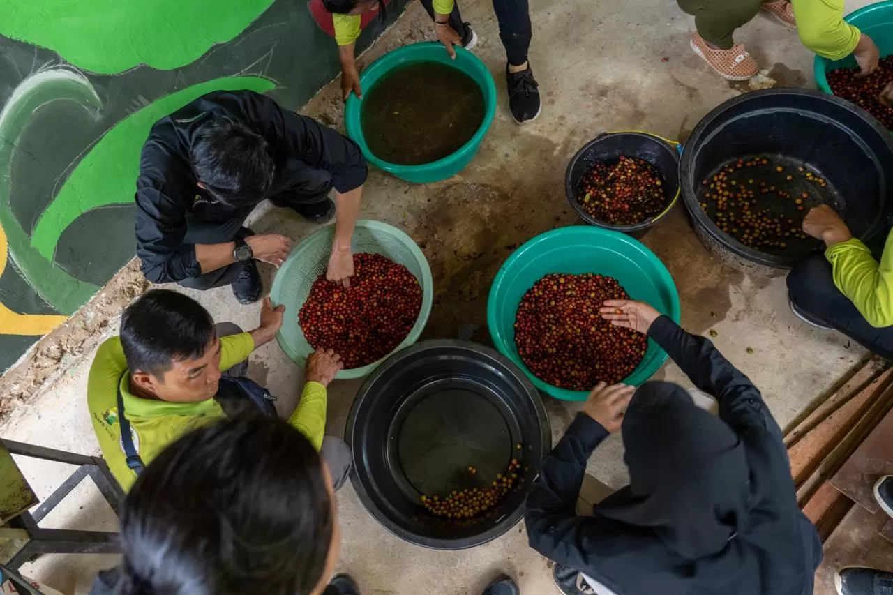 DARI IBU KOTA: Pengolahan Kopi Liberika Sepaku asal IKN. (ISTIMEWA)