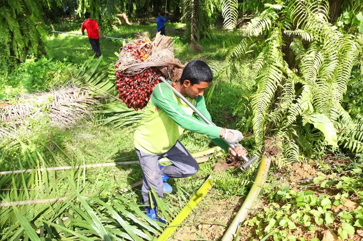 Petani panen buah sawit.