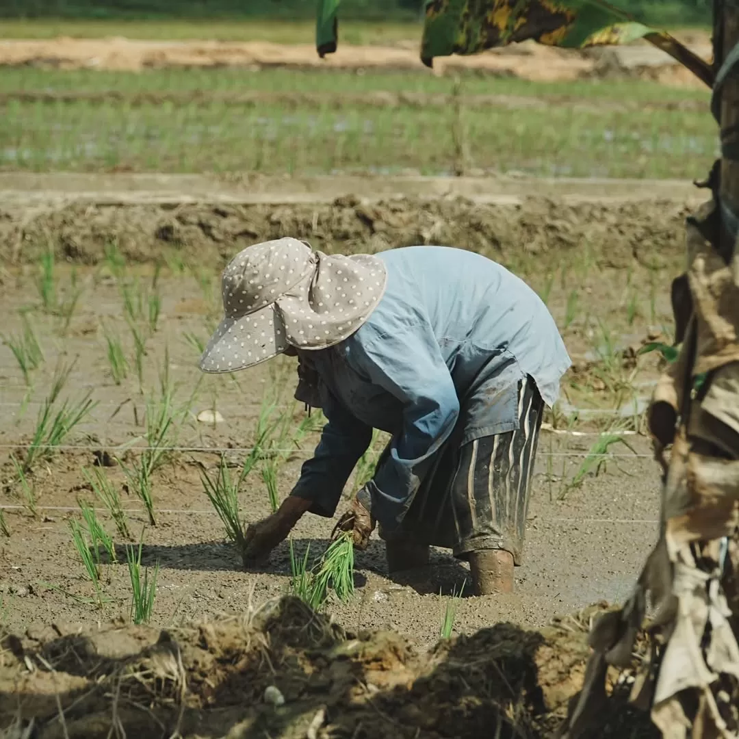 ILUSTRASI: Para agen pupuk subsidi di Kabupaten Berau diminta menaati HET.   (IZZA/BERAU POST)