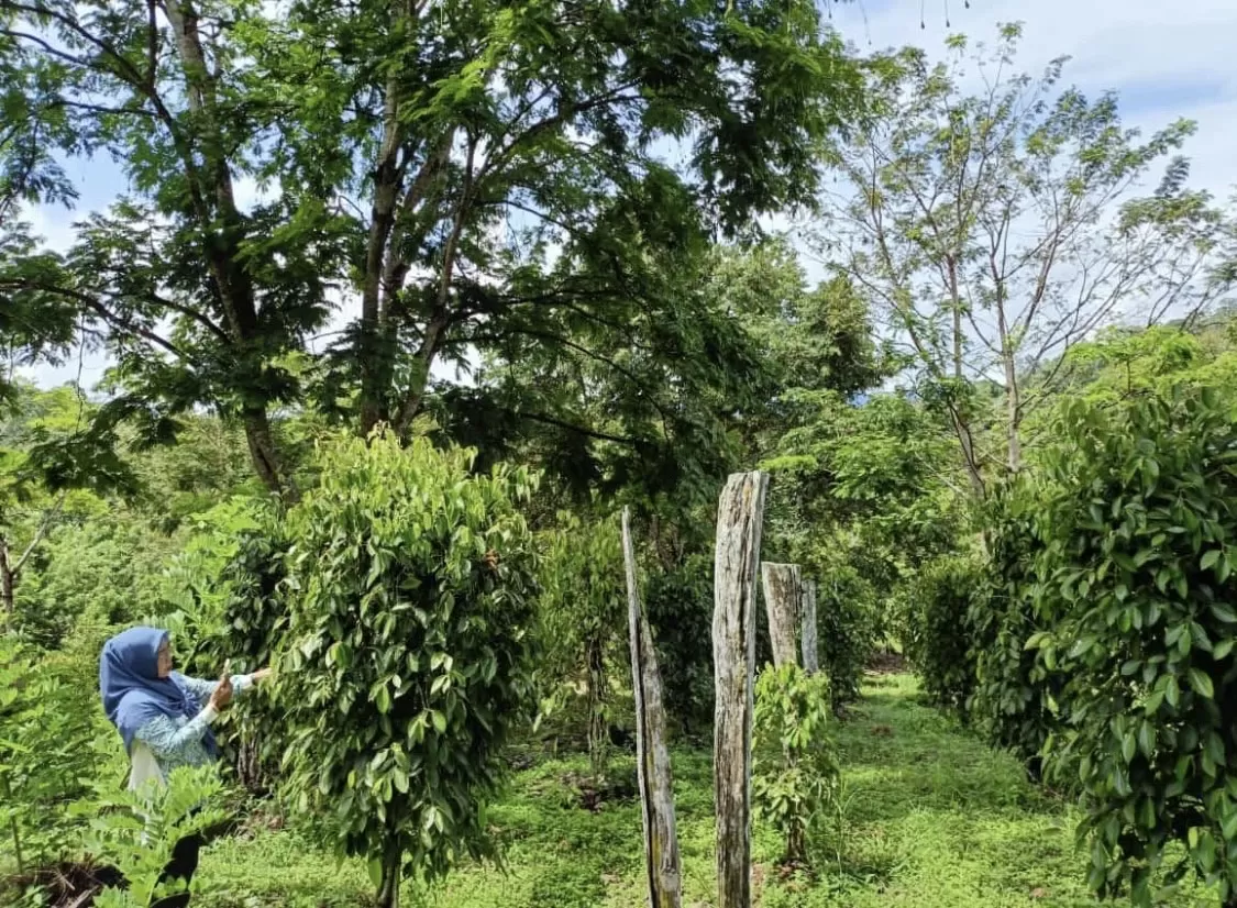 ILUSTRASI: Regenerasi petani di sektor perkebunan yang sedang berkembang sangat dibutuhkan untuk peningkatan luas lahan dan produksi.  (DISBUN BERAU UNTUK BERAU POST)