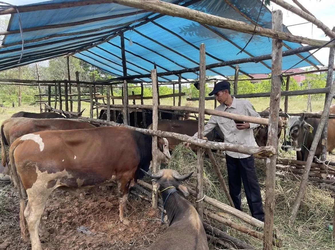 PENGAWASAN: DTPHP Berau melakukan pengawasan hewan kurban untuk memastikan seluruh hewa layak jual dan dikonsumsi masyarakat.  (ISTIMEWA)
