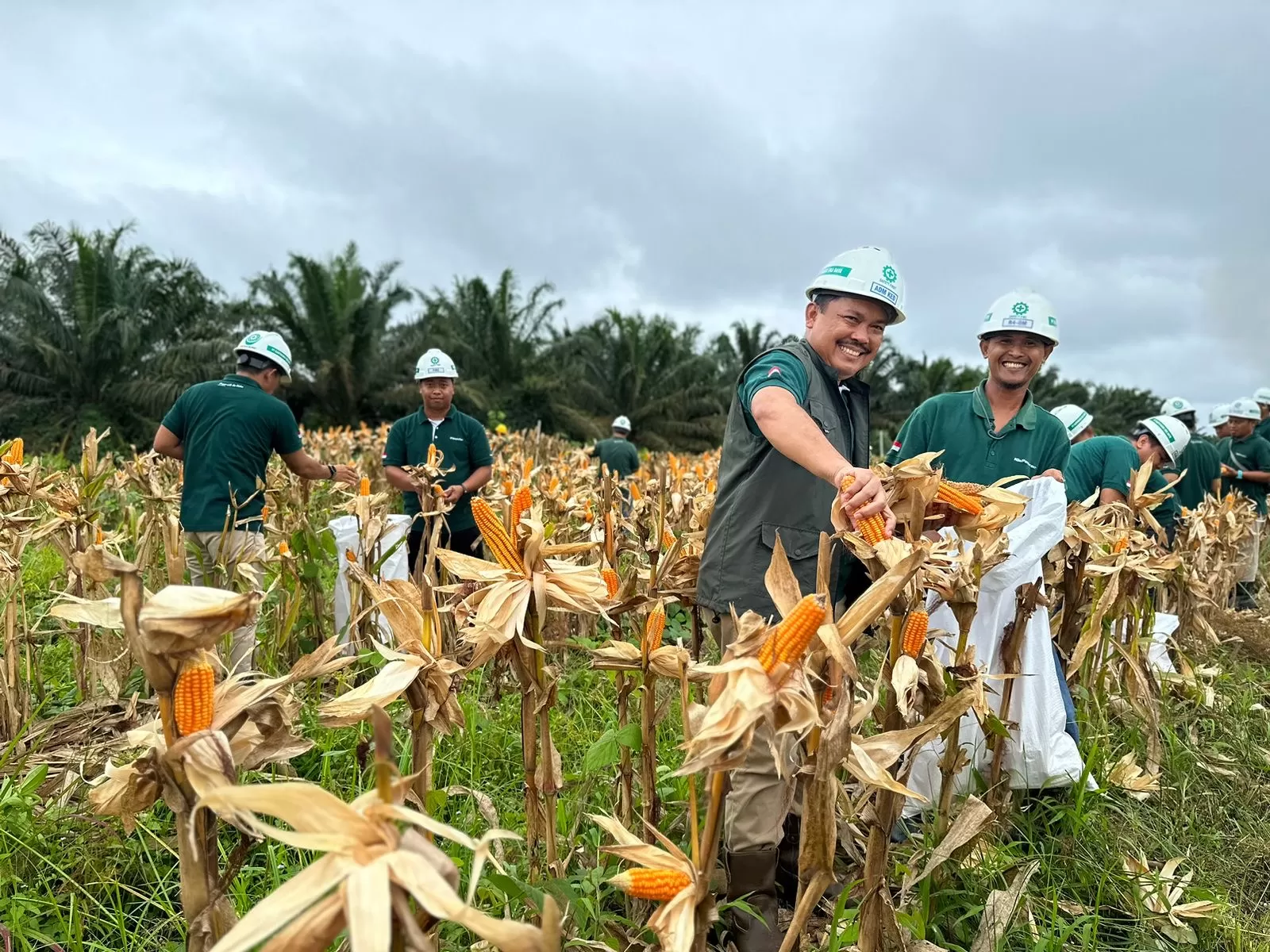PERDANA: Manajemen PT Karyanusa Ekadaya (KED) melakukan panen jagung pada Rabu, 21 Mei 2025.  (ISTIMEWA)