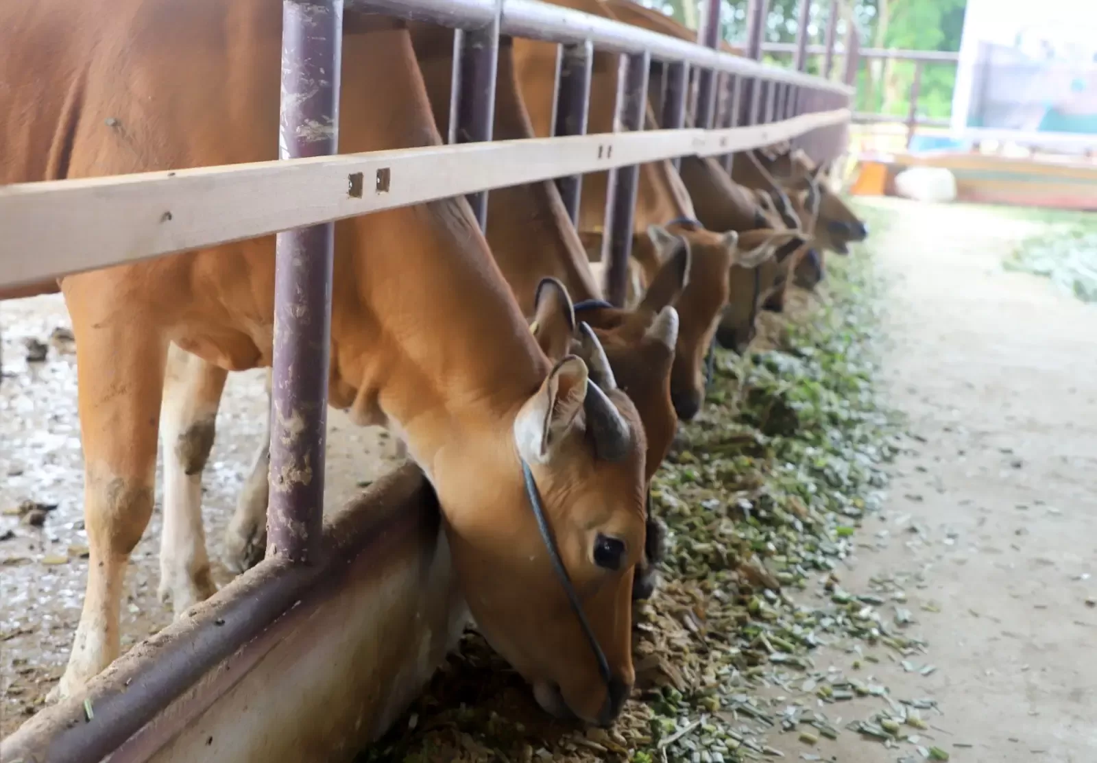 Ilustrasi sapi kurban.