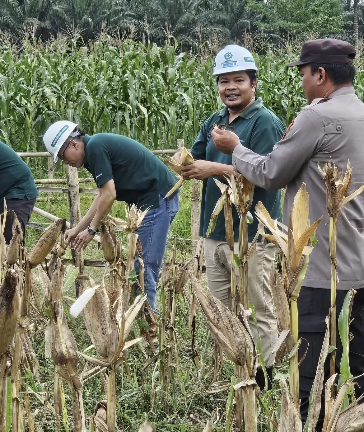 KOLABORASI: Manajemen PT Sumber Kharisma Persada (SKP) bersama PT Cipta Narada Lestari (CNL) menggelar panen perdana jagung di Sangkulirang, Kabupaten Kutim, Provinsi Kaltim, Rabu, 4 Juni 2025. (ISTIMEWA)