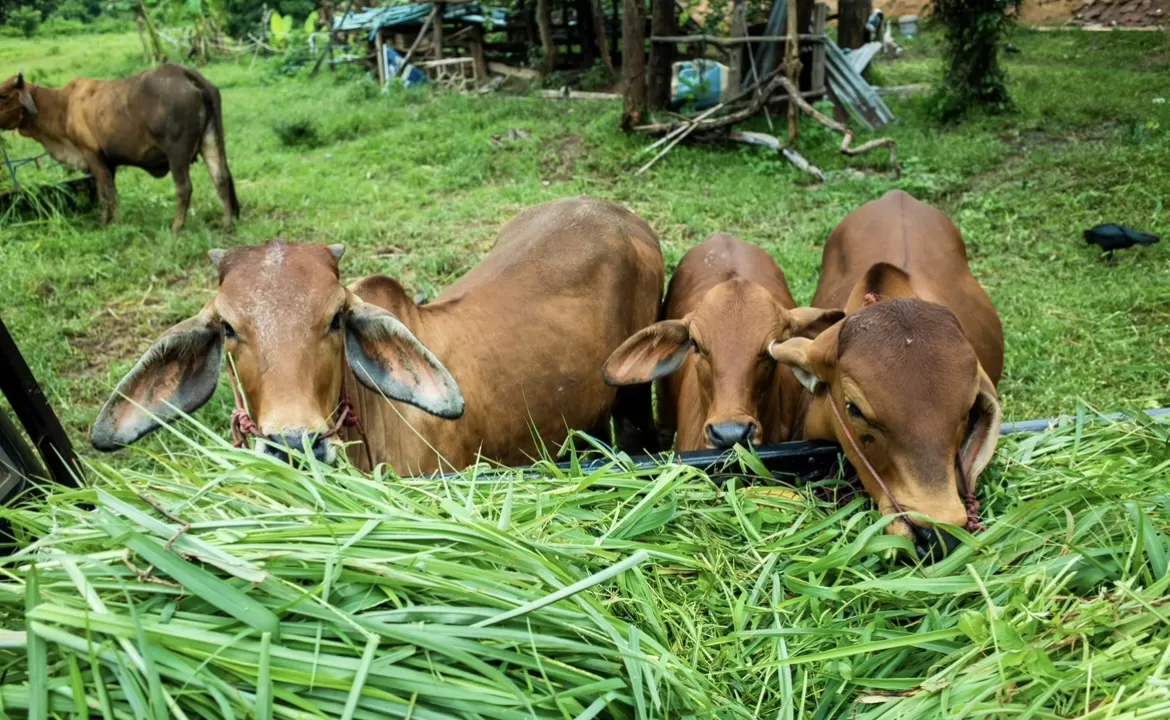 TURUN: Populasi sapi di Kaltim sepanjang 2024 alami penurunan. (ISTIMEWA)