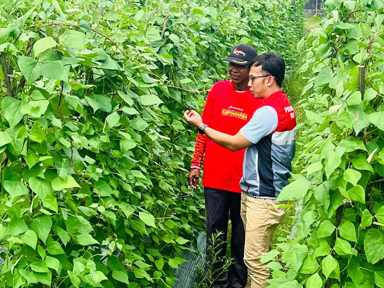 Buah timun kini bisa panen berkali -kali lipat berkat pupuk organik buatan warga, (foto-foto: wawan lastiawan/prokal.co)