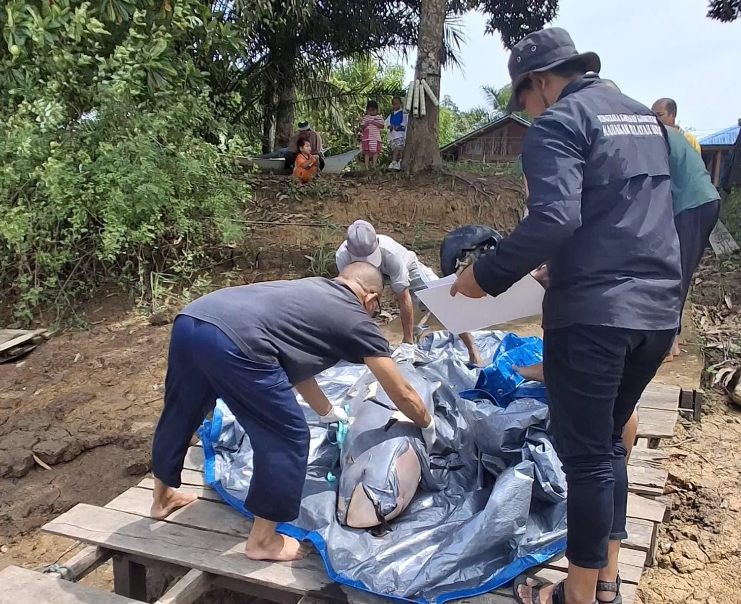 Evakuasi Upin, Pesut Mahakam yang ditemukan mati di Dusun Kuyung, Desa Sebemban, Muara Wis (Ist/BPSPL Pontianak Wilker Mahakam Ulu)  