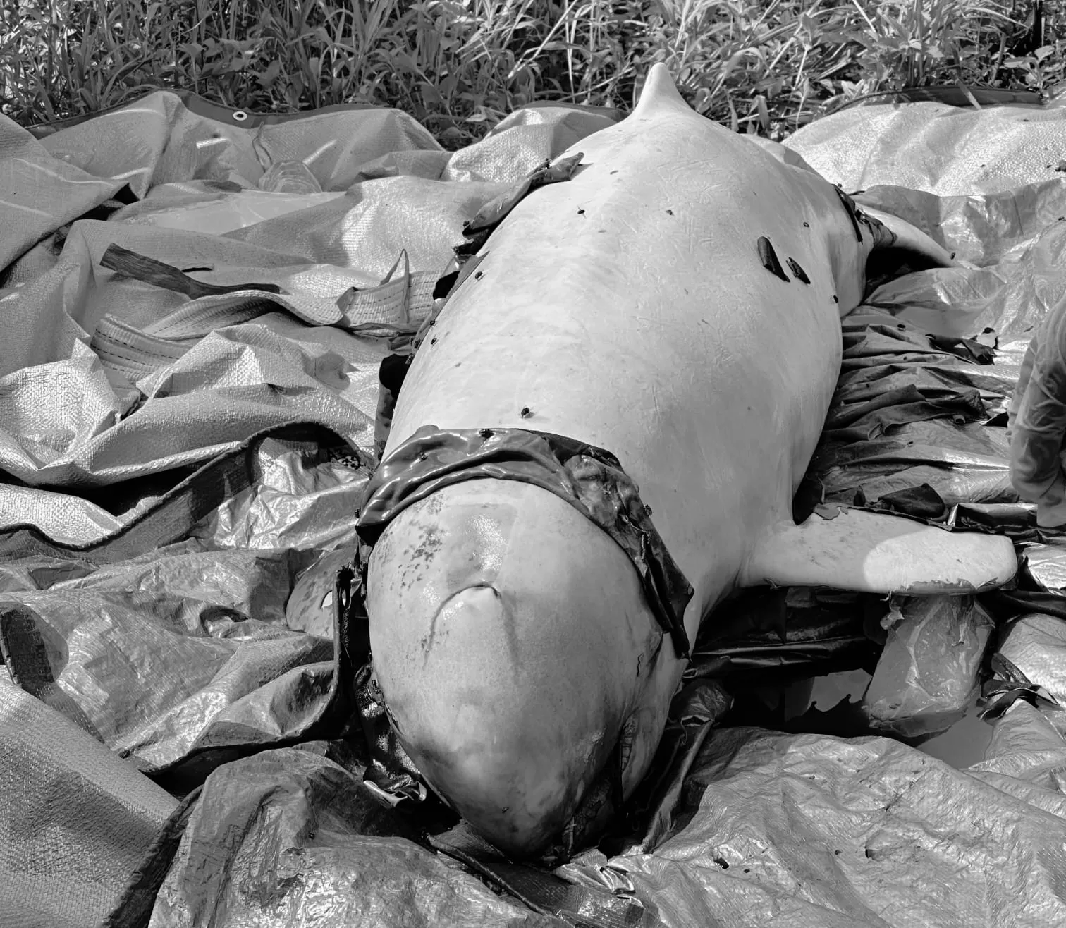 Evakuasi Upin, Pesut Mahakam yang ditemukan mati di Dusun Kuyung, Desa Sebemban, Muara Wis (Ist/BPSPL Pontianak Wilker Mahakam Ulu)  