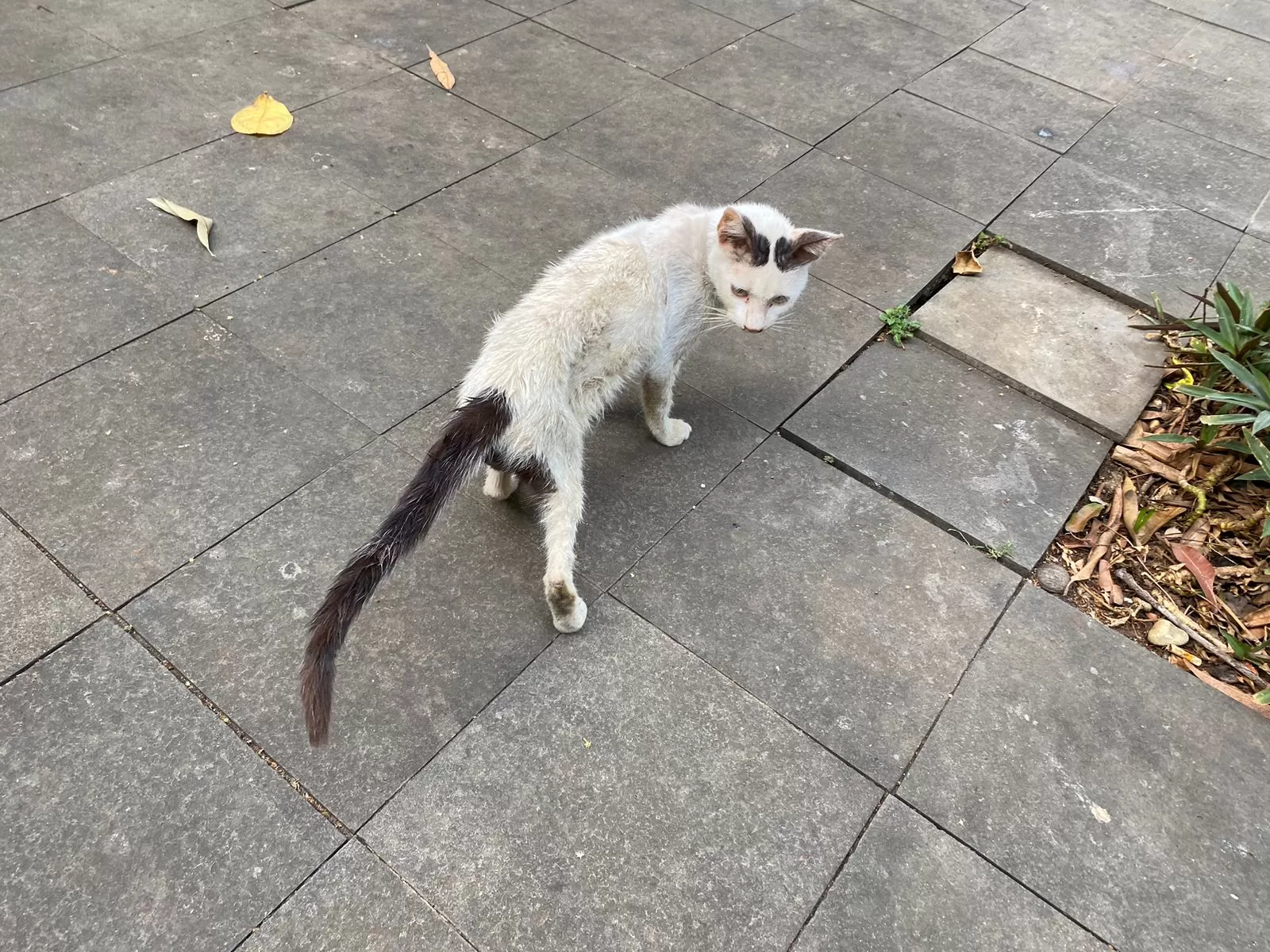 Kucing liar yang kotor. (Pande / Rinus Muntu)