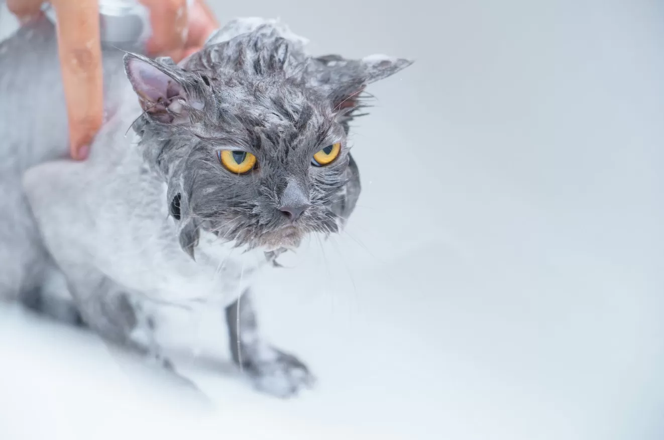 Kucing mandi. (Pexels / Karin Chantanaprayura)