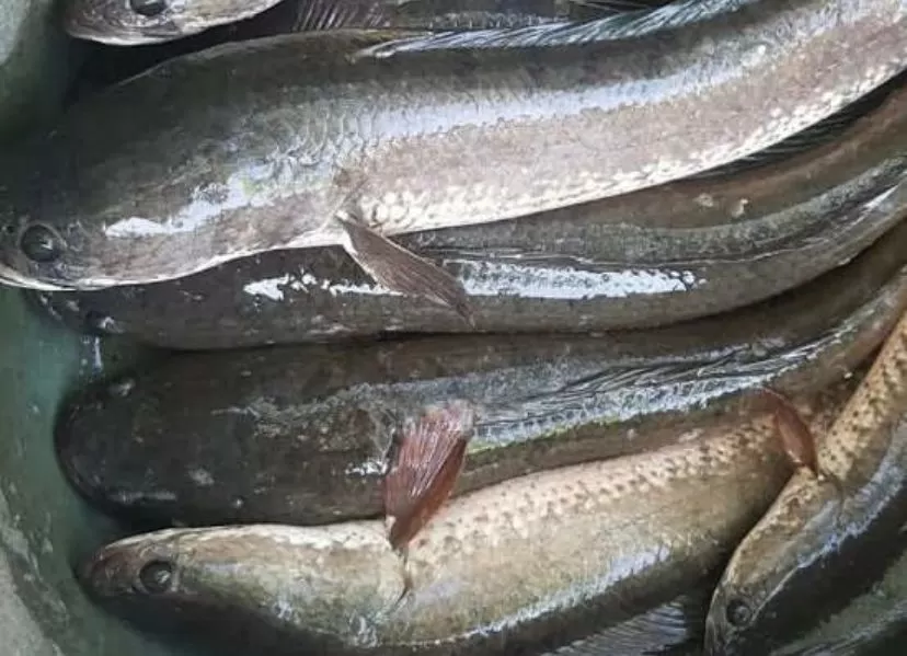 Ikan gabus, baik untuk kesehatan. (Instagram / @ikan_gabus_bekasi)