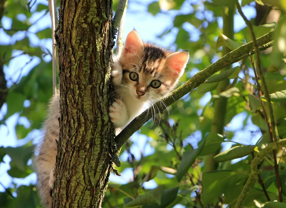 Kucing yang lucu dan imut sedang memanjat pohon. (Pexels / Pixabay)