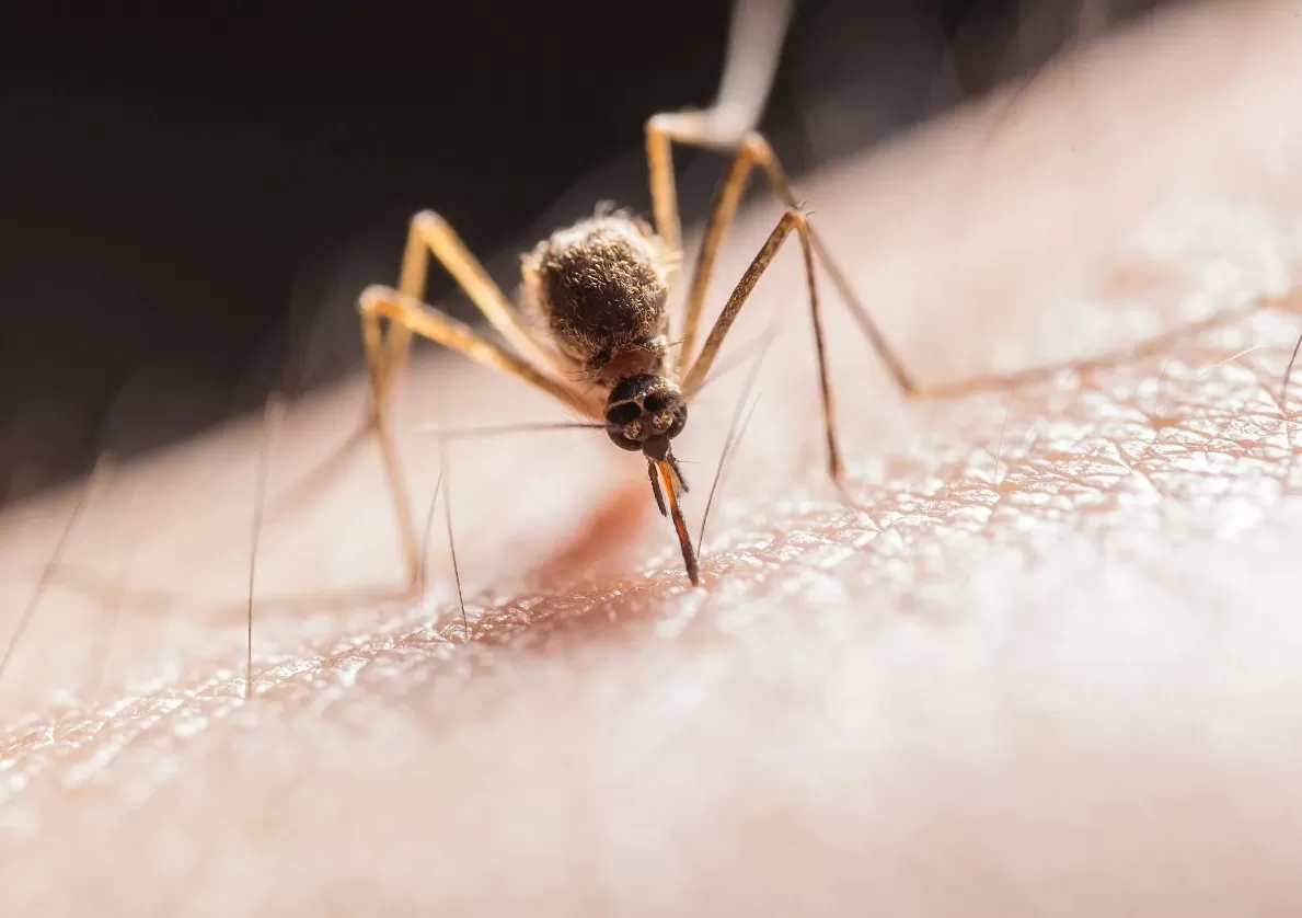 Nyamuk sedang menggigit manusia. (Pexels / Jimmy Chan)