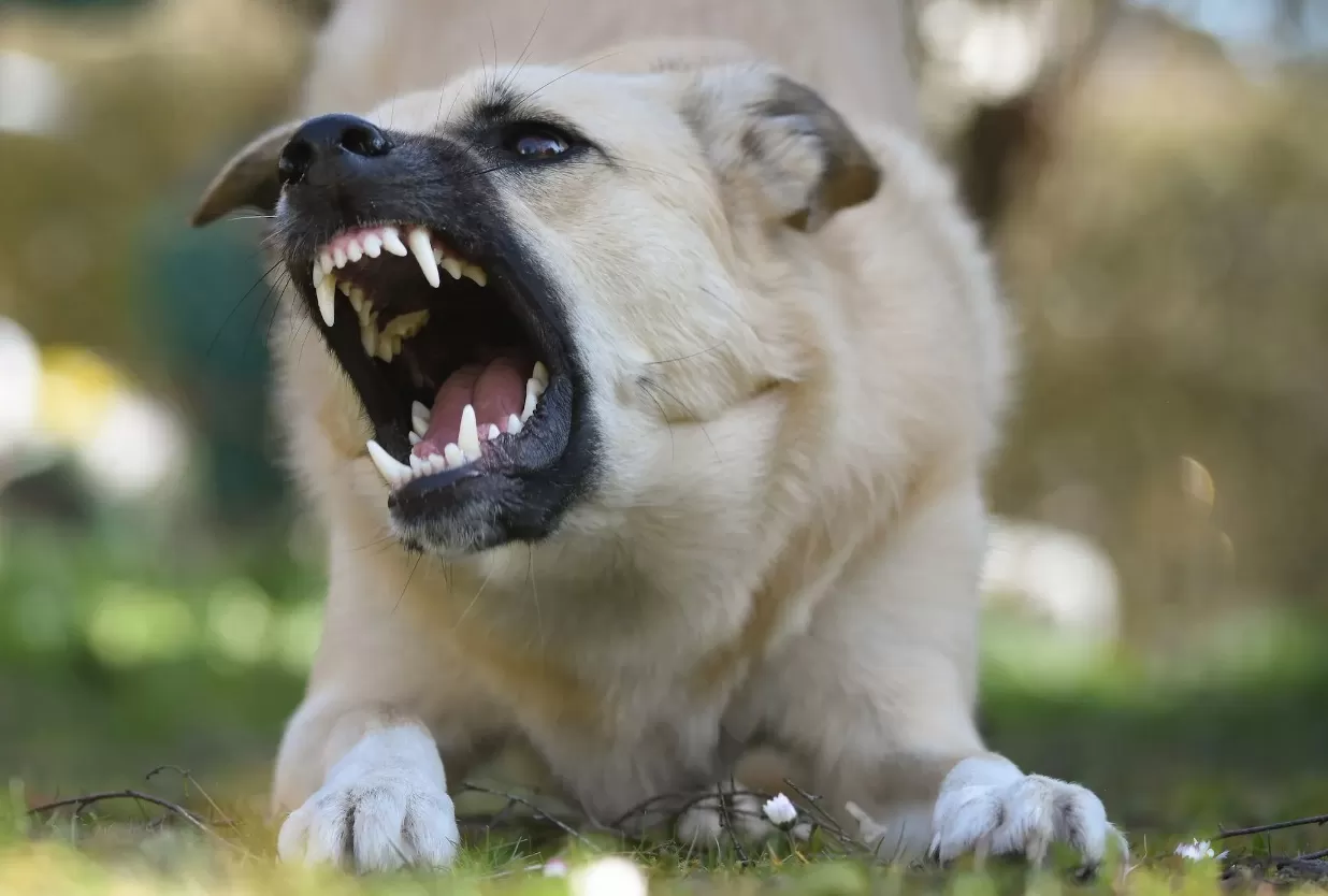 Anjing yang marah, biasanya karena dijahili. (Pexels / Alexas Fotos)