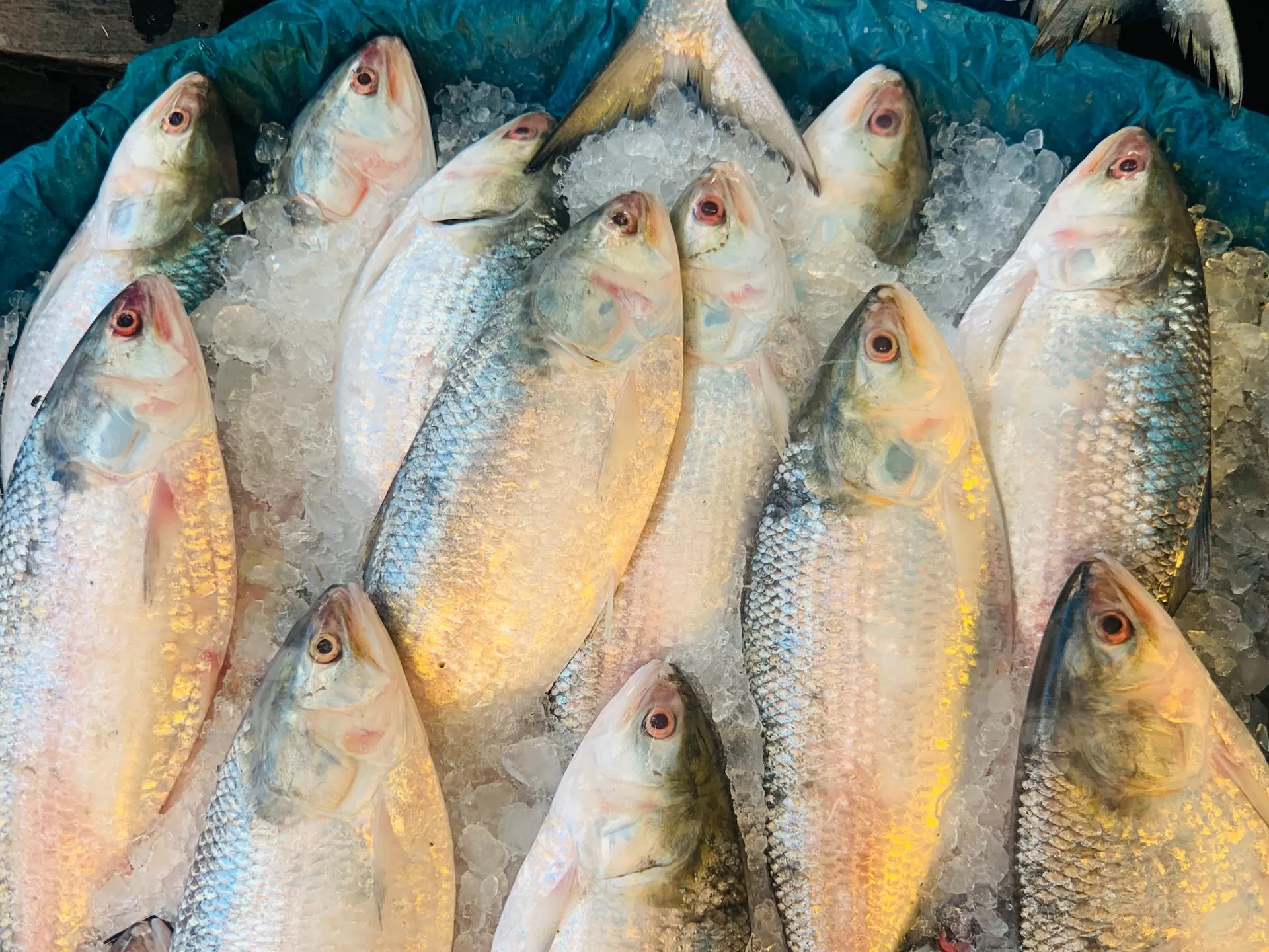 Ilustrasi ikan beku yang akan dihidangkan. (Pexels / Shamsuddin Habib)