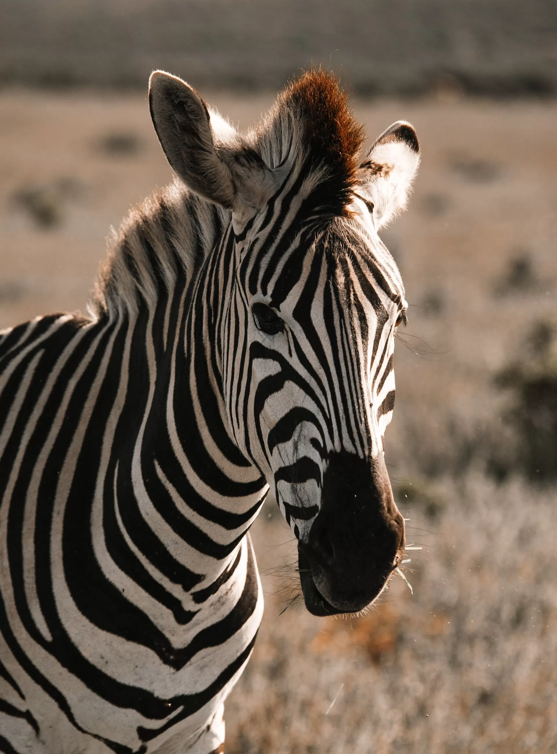 Zebra memiliki warna unik hitam dan putih di tubuhnya. (Pexels / Rachel Claire)