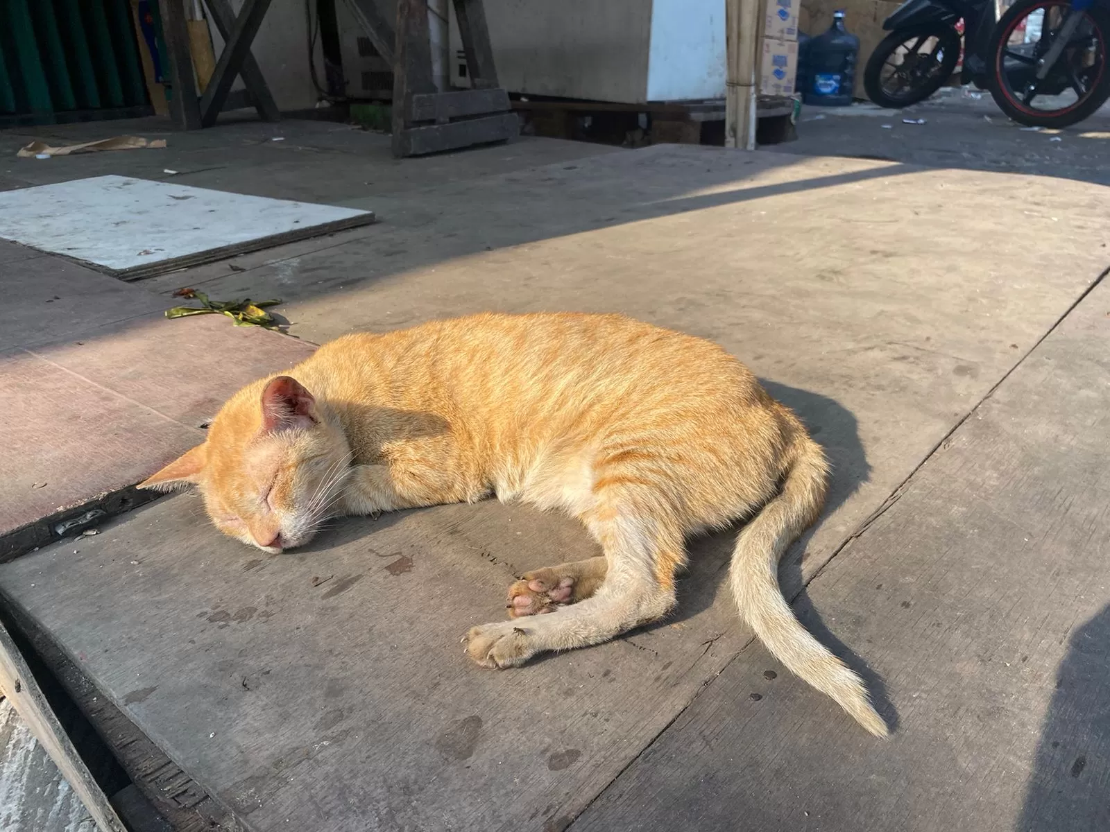 Kucing sedan tidur berjemur di bawah sinar matahari pagi. (Pande / Rinus Muntu)