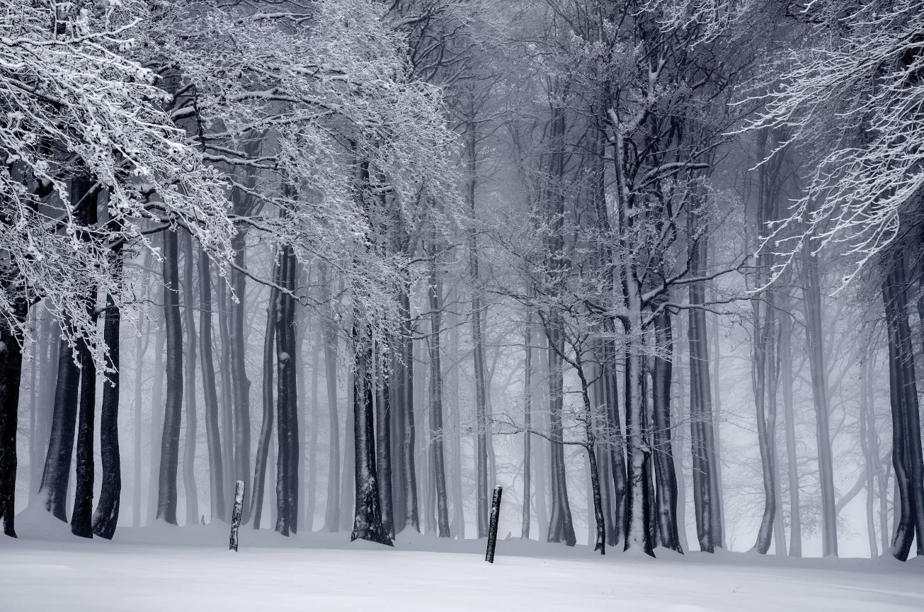 Ilustrasi musim dingin di sebuah hutan. (Pexels / Pixabay)