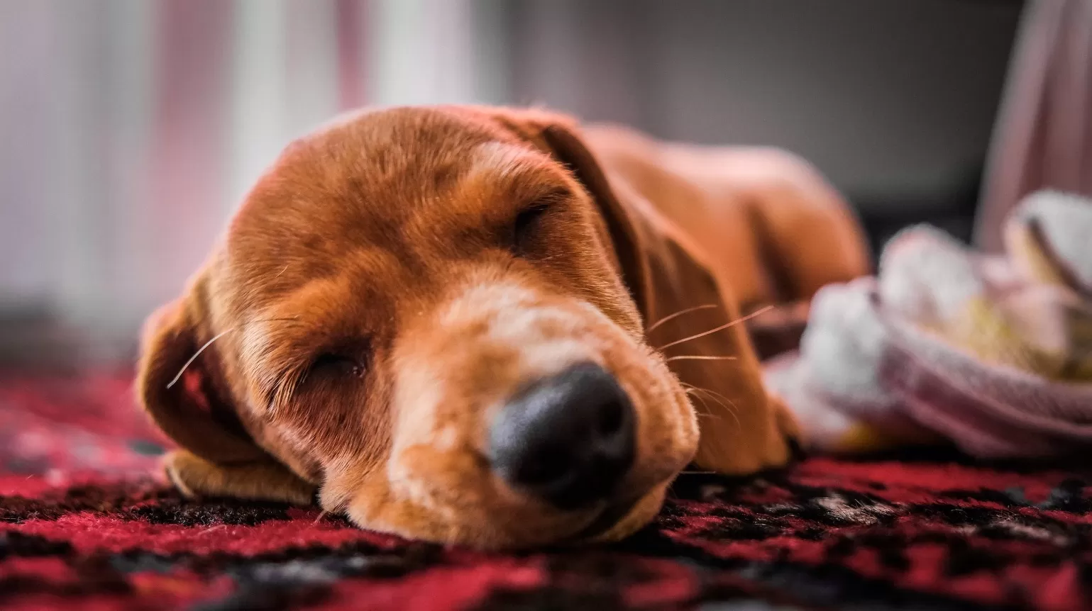 Ilustrasi anjing tertidur pulas. (Pexels / Magda Ehlers)