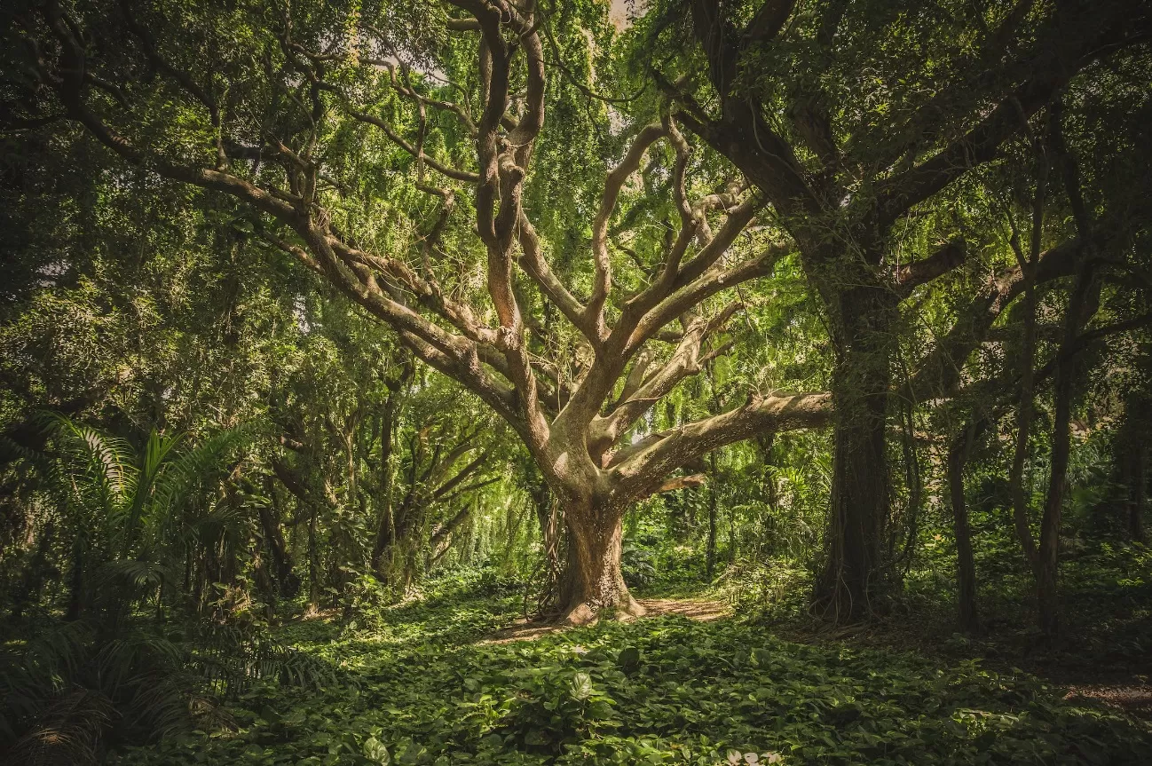 Ilustrasi hutan belantara. (Pexels / Veeterzy)