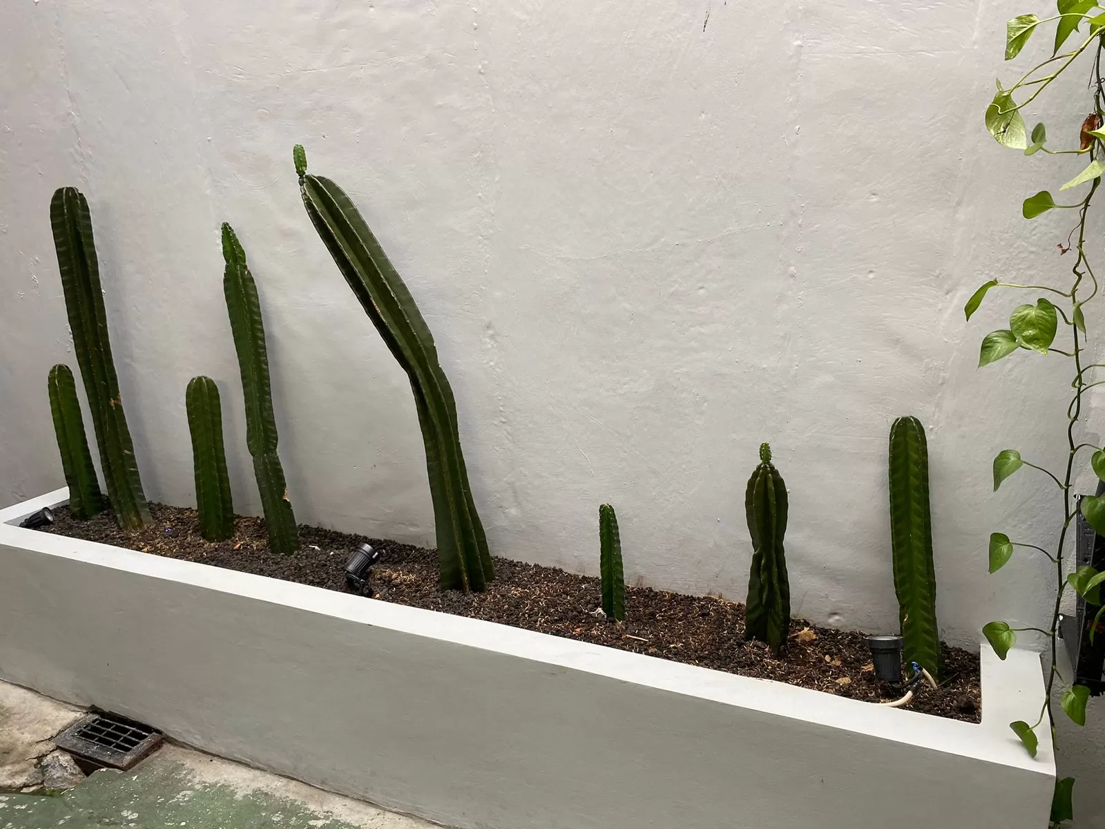 Kaktus di halaman rumah. (Pande / Rinus Muntu)