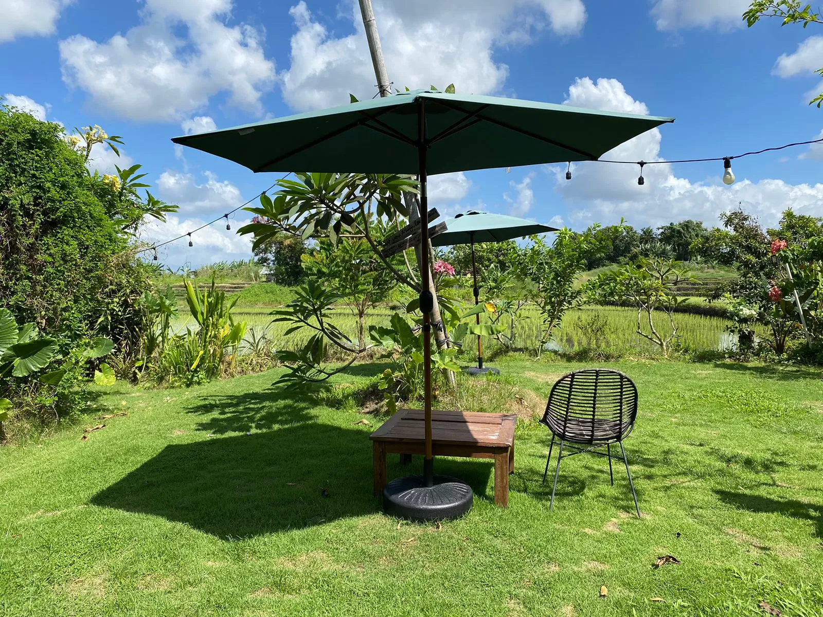 Bangku dan meja kecil di pinggir sawah untuk menikmati pemandangan hijau. (Pande / Rinus Muntu)