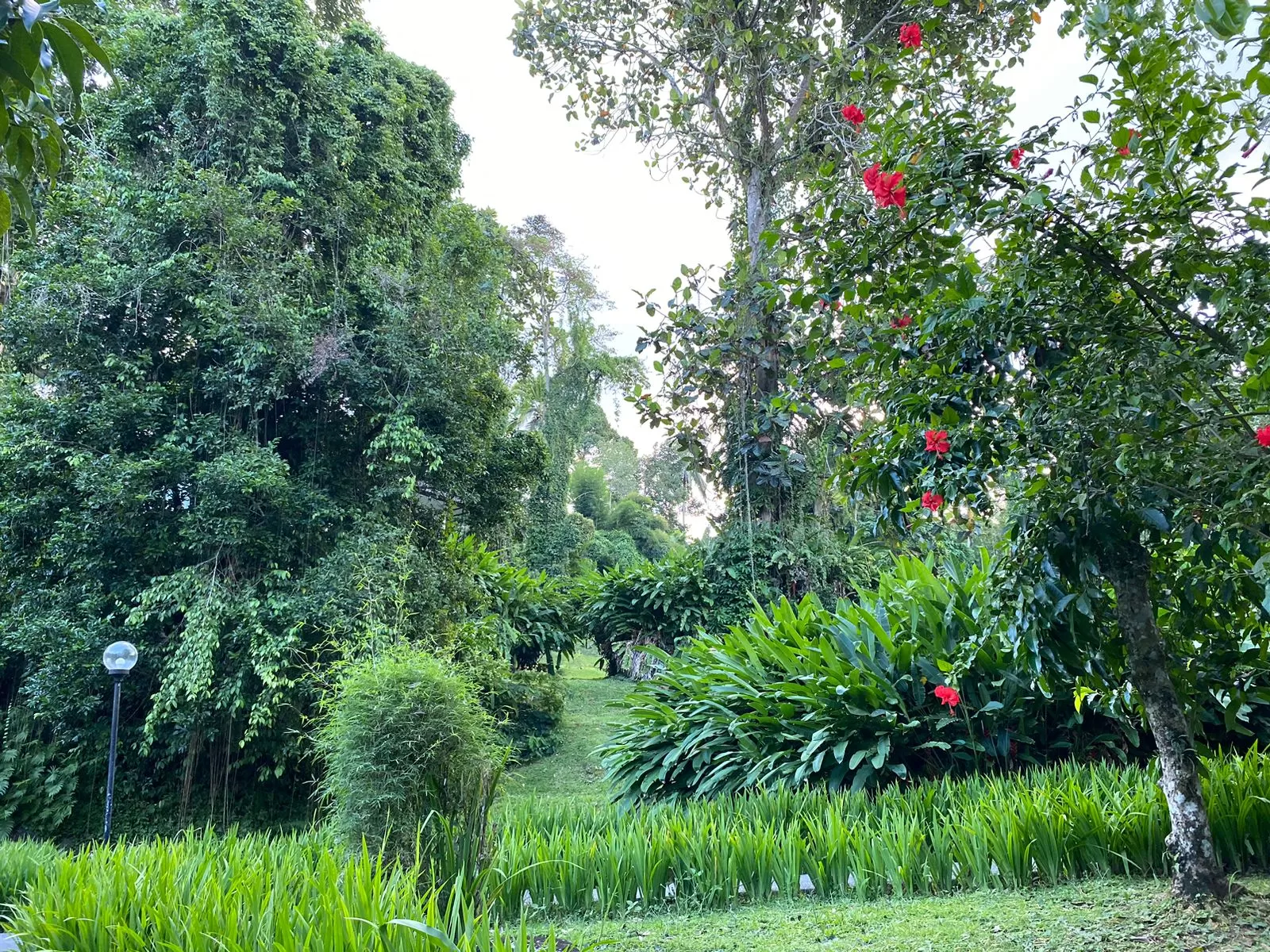 Suasana pepohonan asri di Espa Yeh Panas Penatahan, Tabanan, Bali. (Pande / Rinus Muntu)