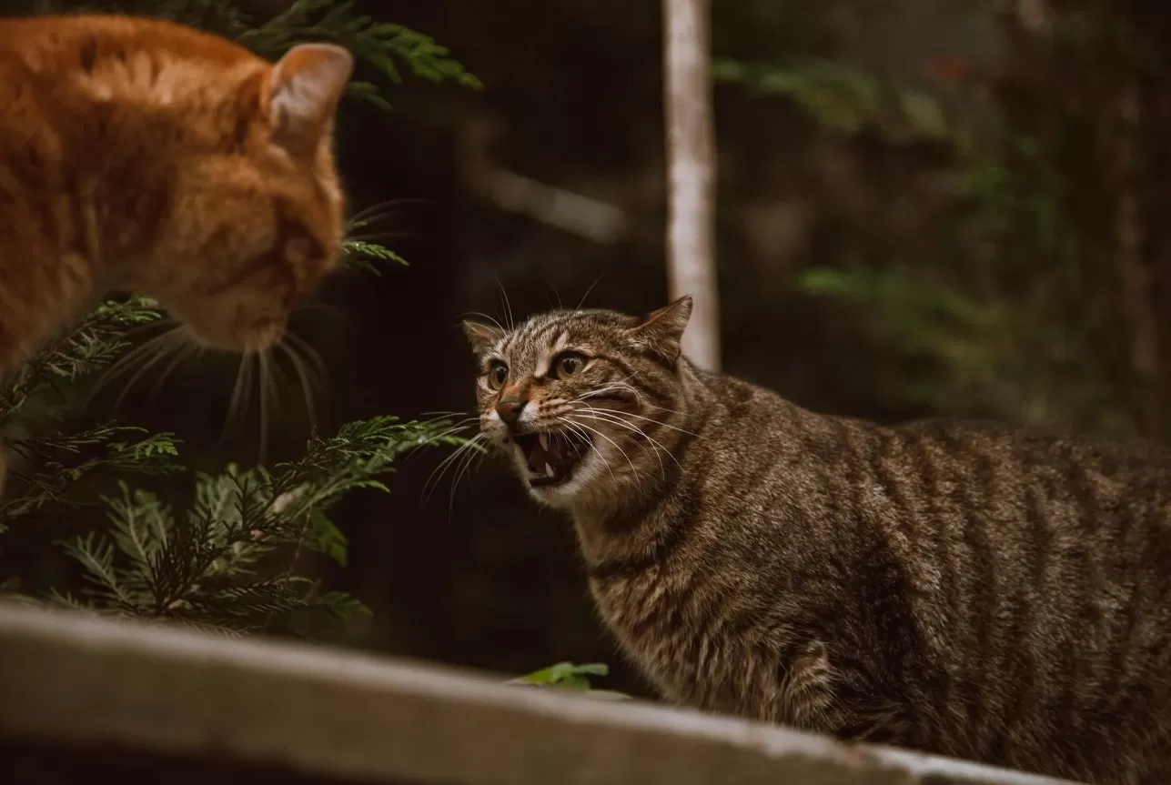 Ilustrasi perkelahian kucing. (Pexels / Roman Odintsov)