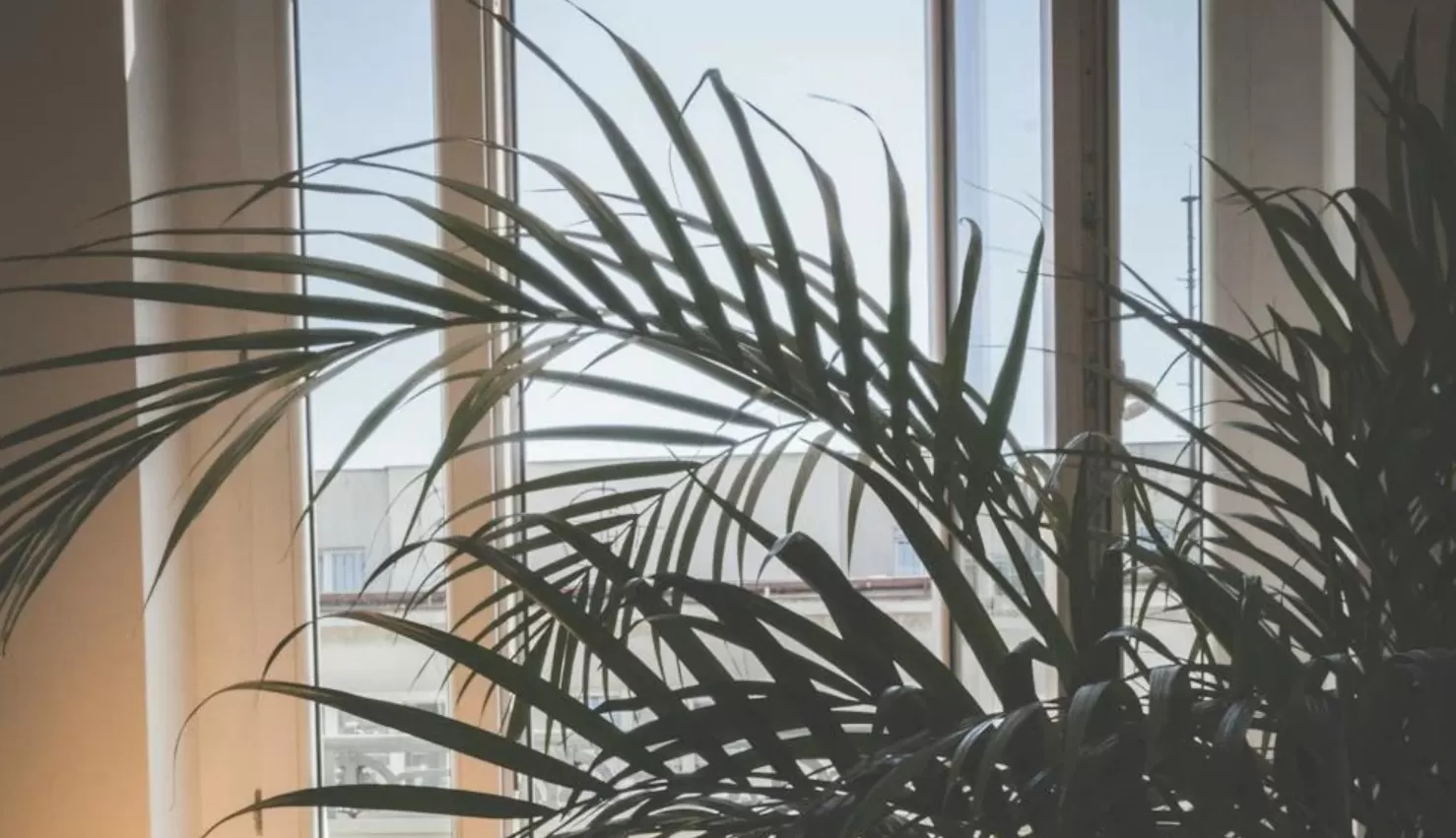 Ilustrasi palem yang dirawat di dalam rumah. (Pexels / Mateusz Dach)