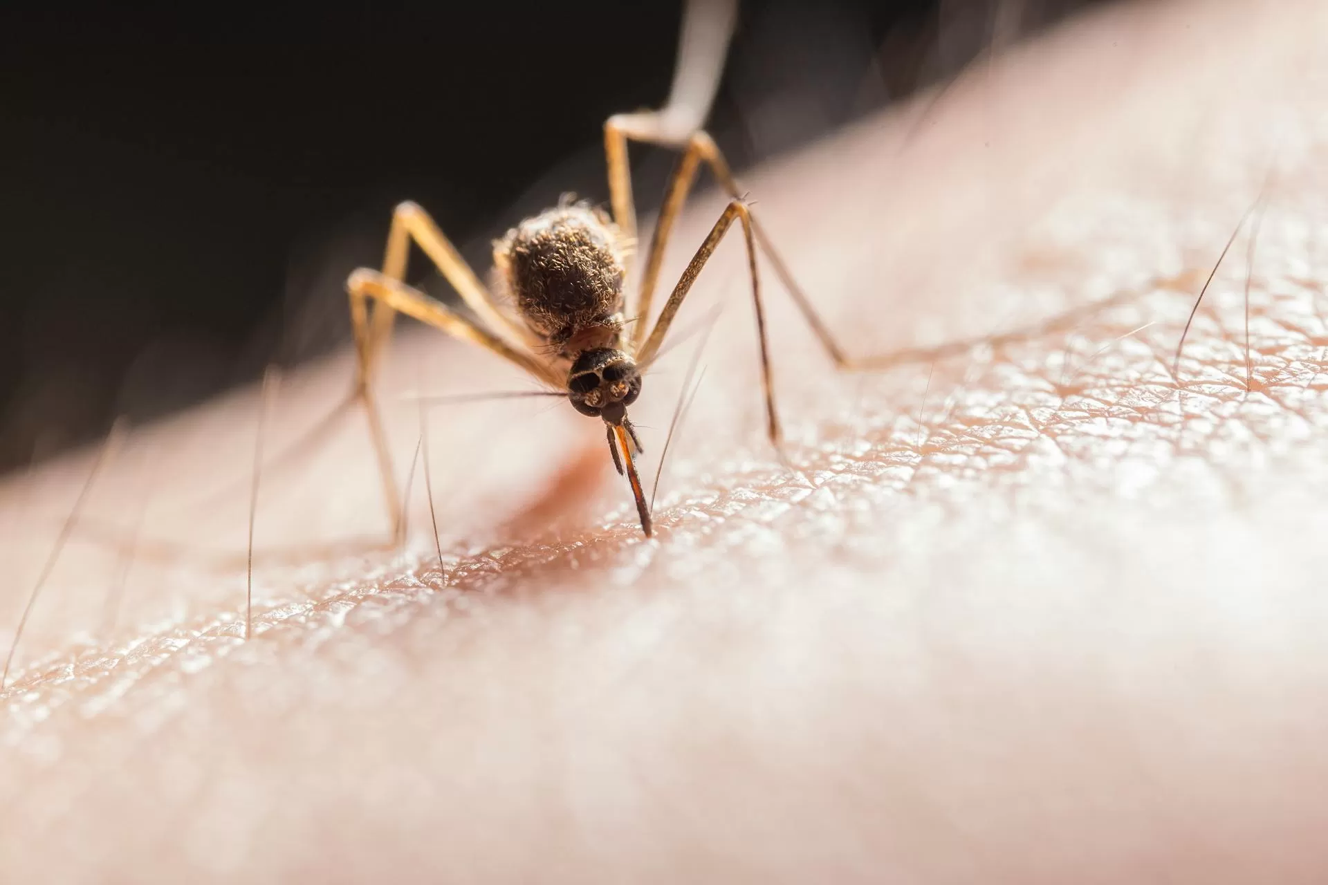 Demam berdarah disebabkan oleh virus dengue yang ditularkan melalui gigitan nyamuk Aedes aegypti yang terinfeksi. (Pexels / Jimmy Chan)