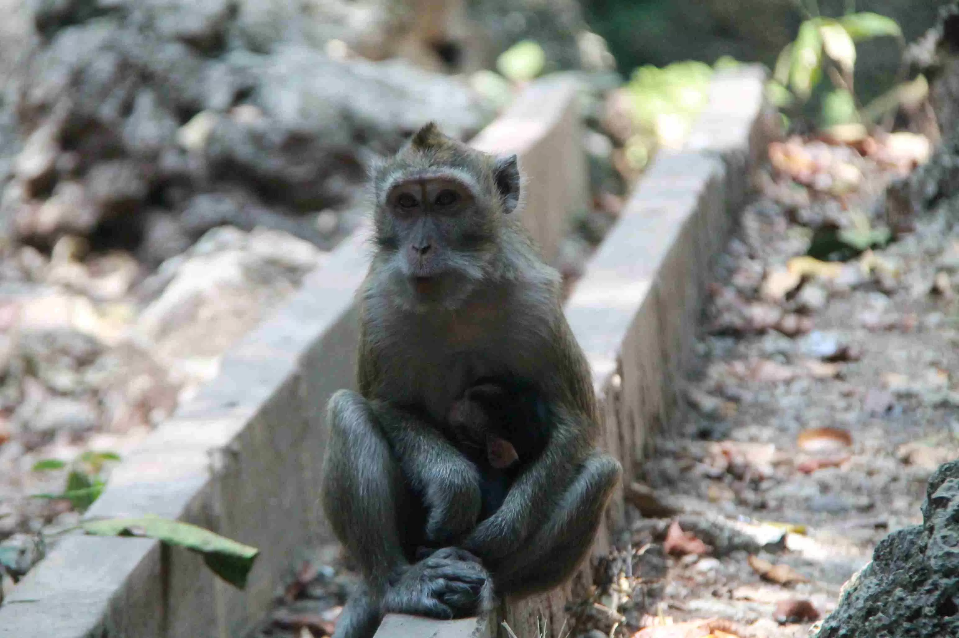 Tidak Hanya Eksotisme Dalam Goa, Ada Ratusan Kera Menjaga Harmoni ...