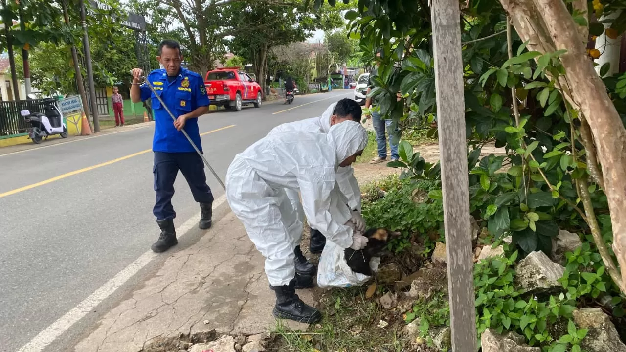 Turun ke Lapangan Pakai APD Lengkap ! Damkar HSU Evakuasi Bangkai Ini -  Radar Banjarmasin