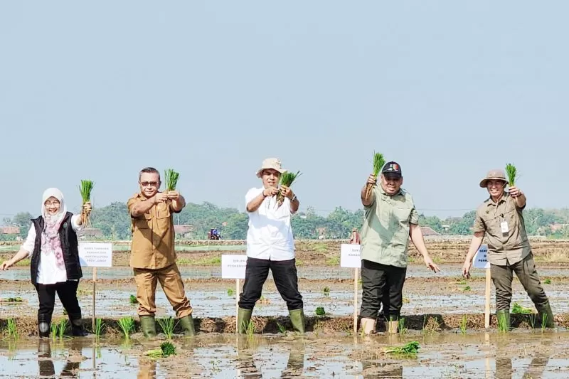 Direktur Jenderal Perkebunan Kementerian Pertanian melakukan tanam padi sebagai bagian dari Gerakan Percepatan Tanam Padi Musim Tanam 1 (MT1) (OKMAR) Oktober 2023 - Maret 2024 (OKMAR) di Desa Kutawarg (antara)