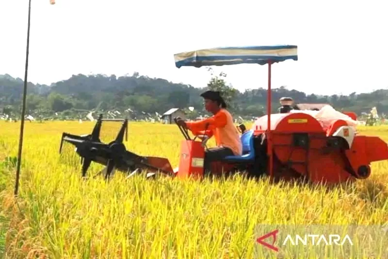 Salah satu lokasi perluasan lahan pertanian di Samarinda yang dilakukan BSIP Kaltim. ANTARA/Hanivan Ma'ruf