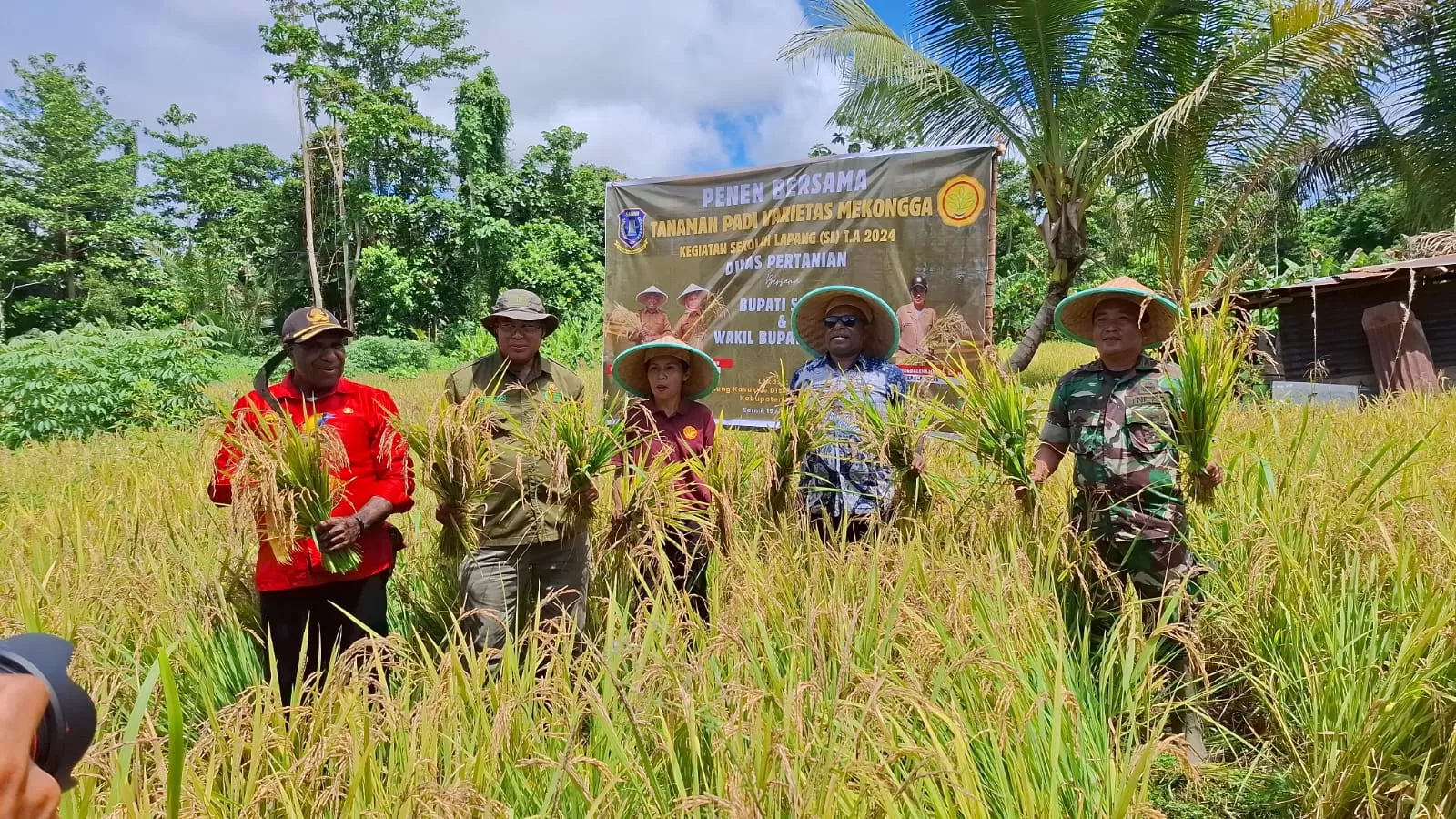 Bupati Sarmi, Dominggus Catue didampingi dinas pertanian dan perwakilan TNI-Polri dalam kegiatan panen bersama di Kampung Kasukwe, Sarmi, Kamis (15/5/2025).(CEPOSONLINE.COM/MBOIK).