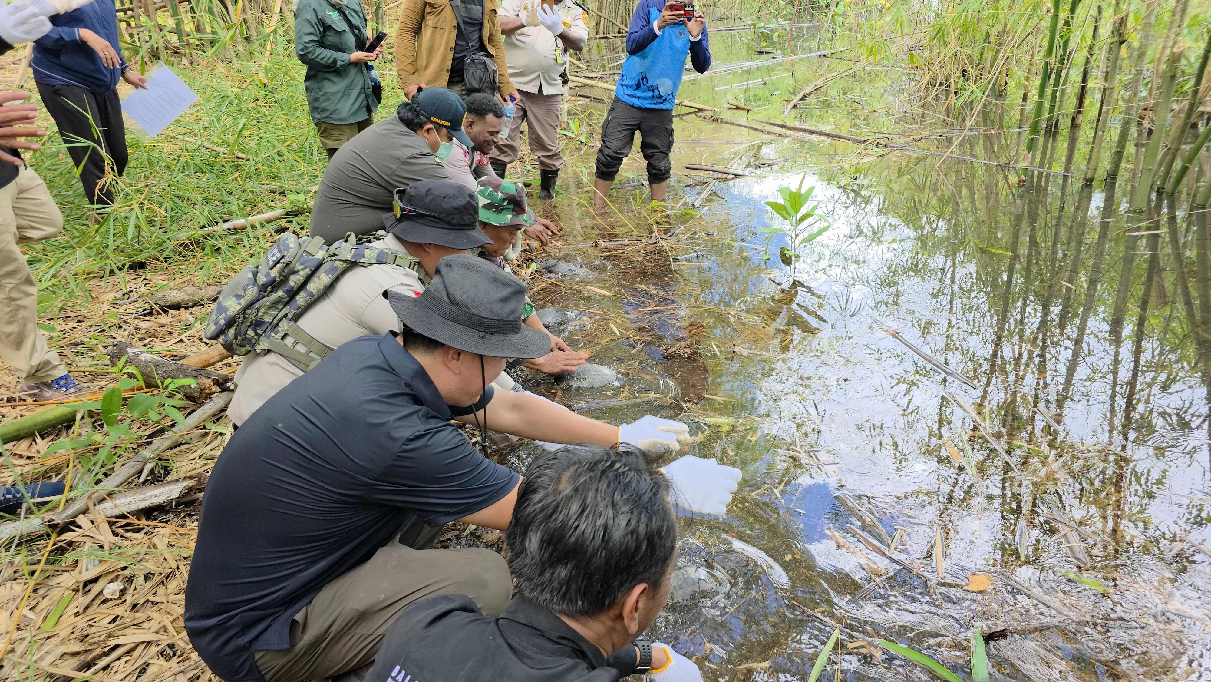 Petugas saat melepasliarkan puluhan Satwa Liar di sekitar Kali Bian, Kampung Boga, Mutung, Merauke, Selasa (27/5/2025) Ceposonline.com/Ist