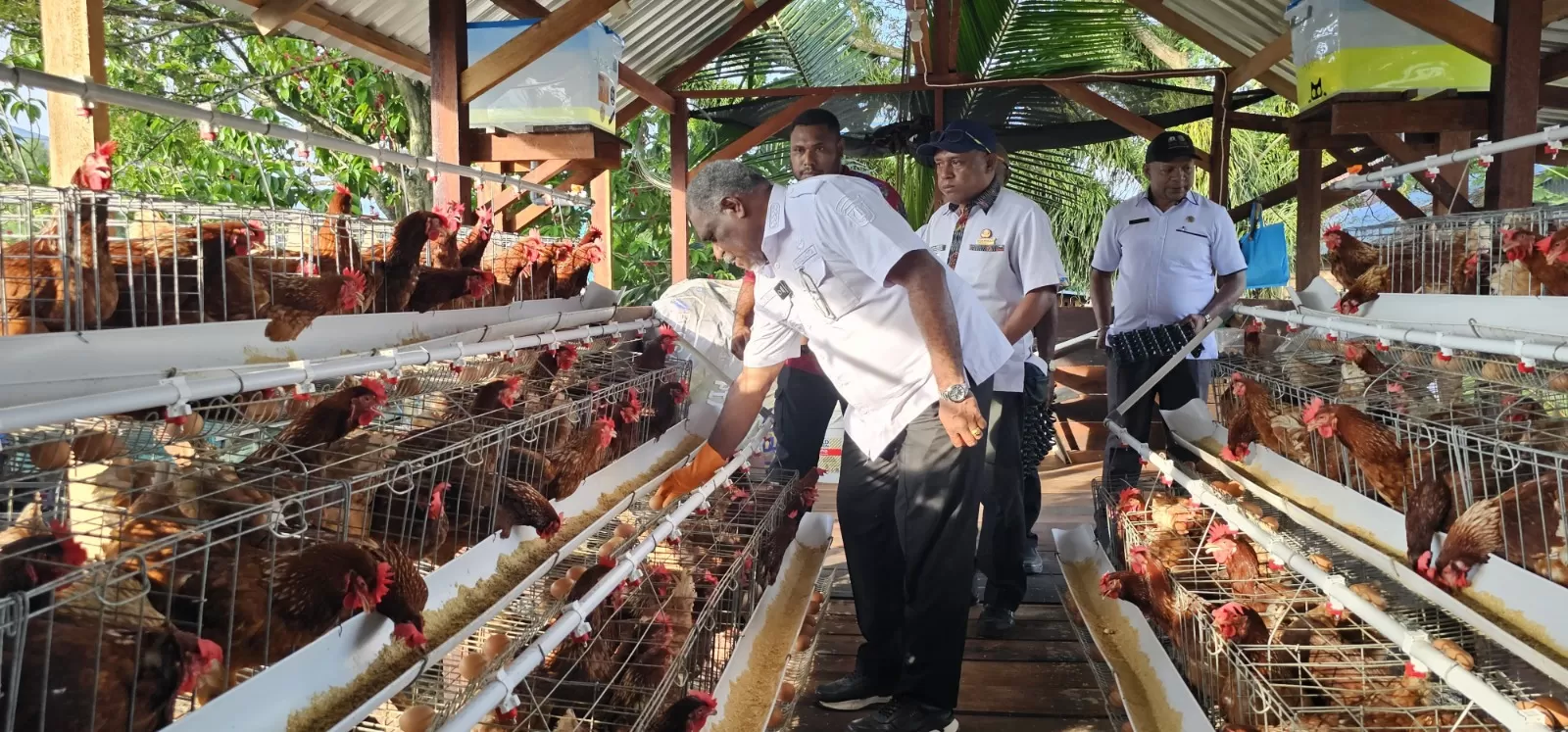 Wali Kota Jayapura, Abisai Rollo saat meninjau usaha pertenakan ayam telur di Kampung Waena, Distrik Heram, Kota Jayapura, Selasa (25/6/2025).