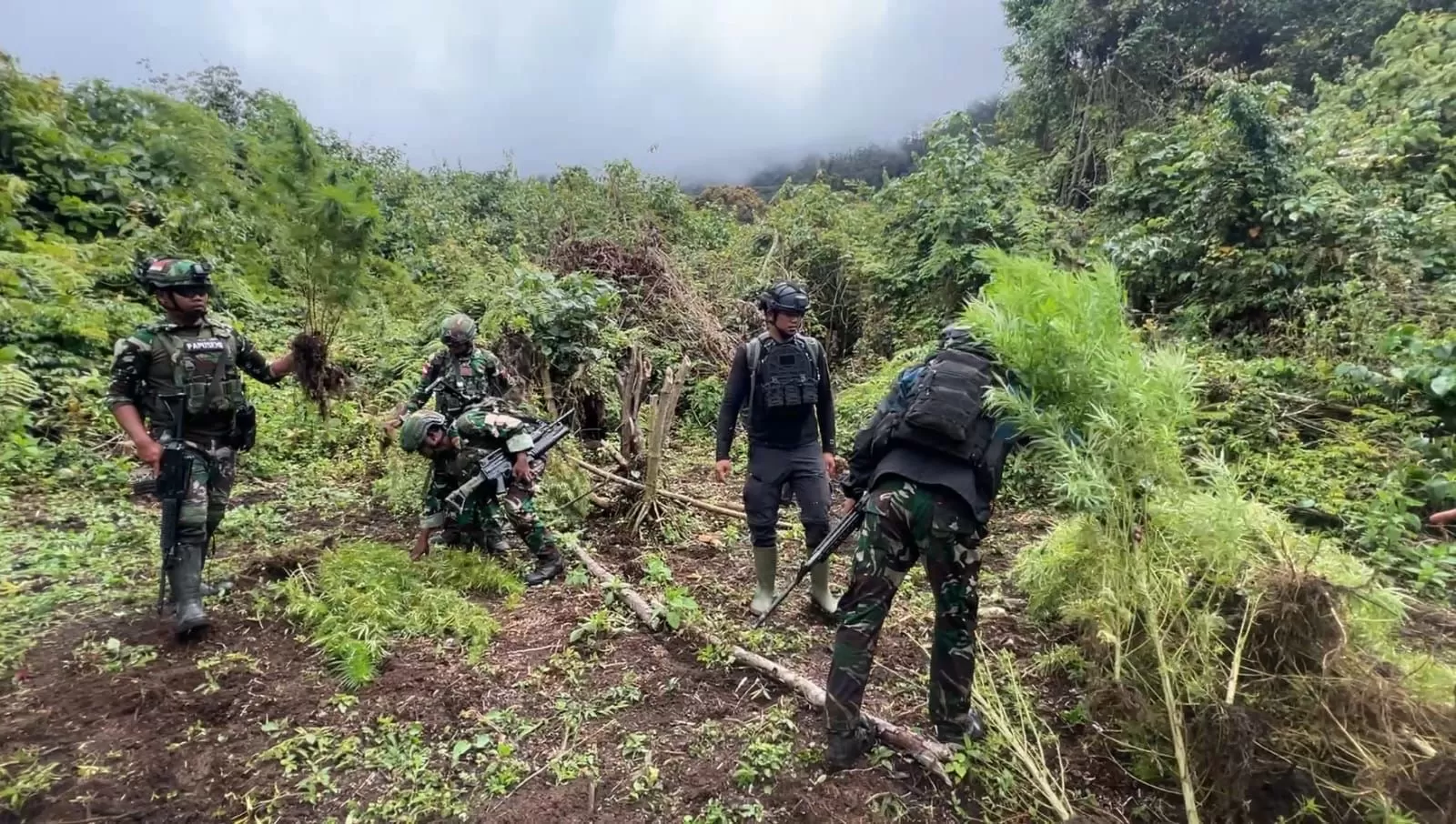 Satgas gabungan saat menemukan ladang ganja. (Dok Pribadi)