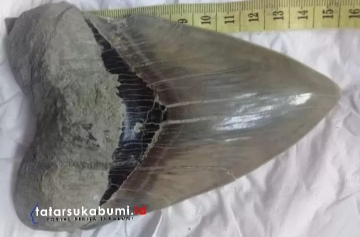 Temuan Fosil Gigi Hiu Purba Megalodon di Surade Sukabumi  (Rudi Imelda)