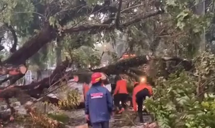Pohon Trembesi tumbang tutup ruas jalan KH Abdullah bin Nuh Kota Bogor (Rudi Imelda - TatarMedia.ID)