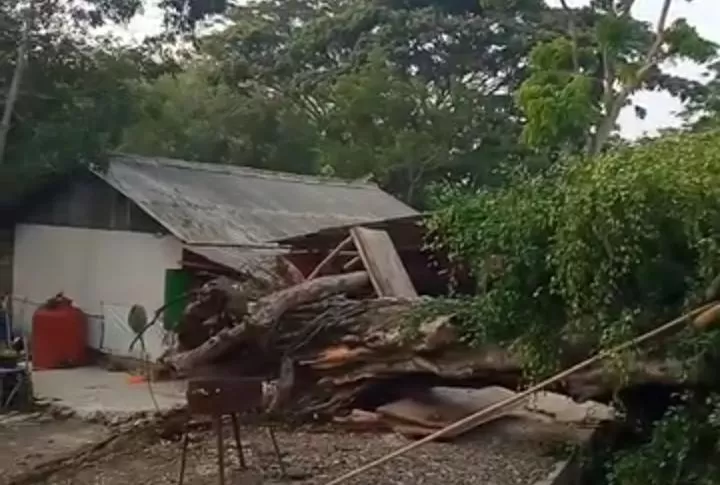 Pohon beringin tumbang di Desa Mekarsari Cianjur  (Rudi Imelda - TatarMedia.ID)
