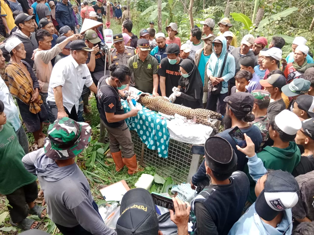 Macan Tutul masuki kawasan lahan pertanian warga di Kalibunder Sukabumi  (TatarMedia.ID - Rudi Imelda)