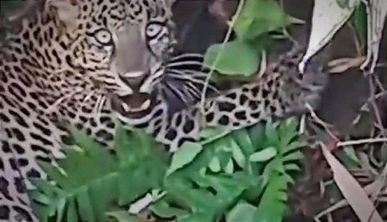 Evakuasi Macan Tutul di Kalibunder Sukabumi  (TatarMedia.ID - Rudi Imelda)