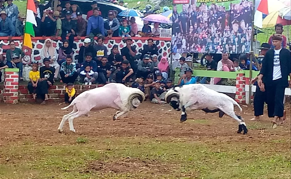 Seni Ketangkasan Adu Domba Milangkala Padepokan Jagat Satria Sukabumi  (TatarMedia.ID - Rapik Utama)
