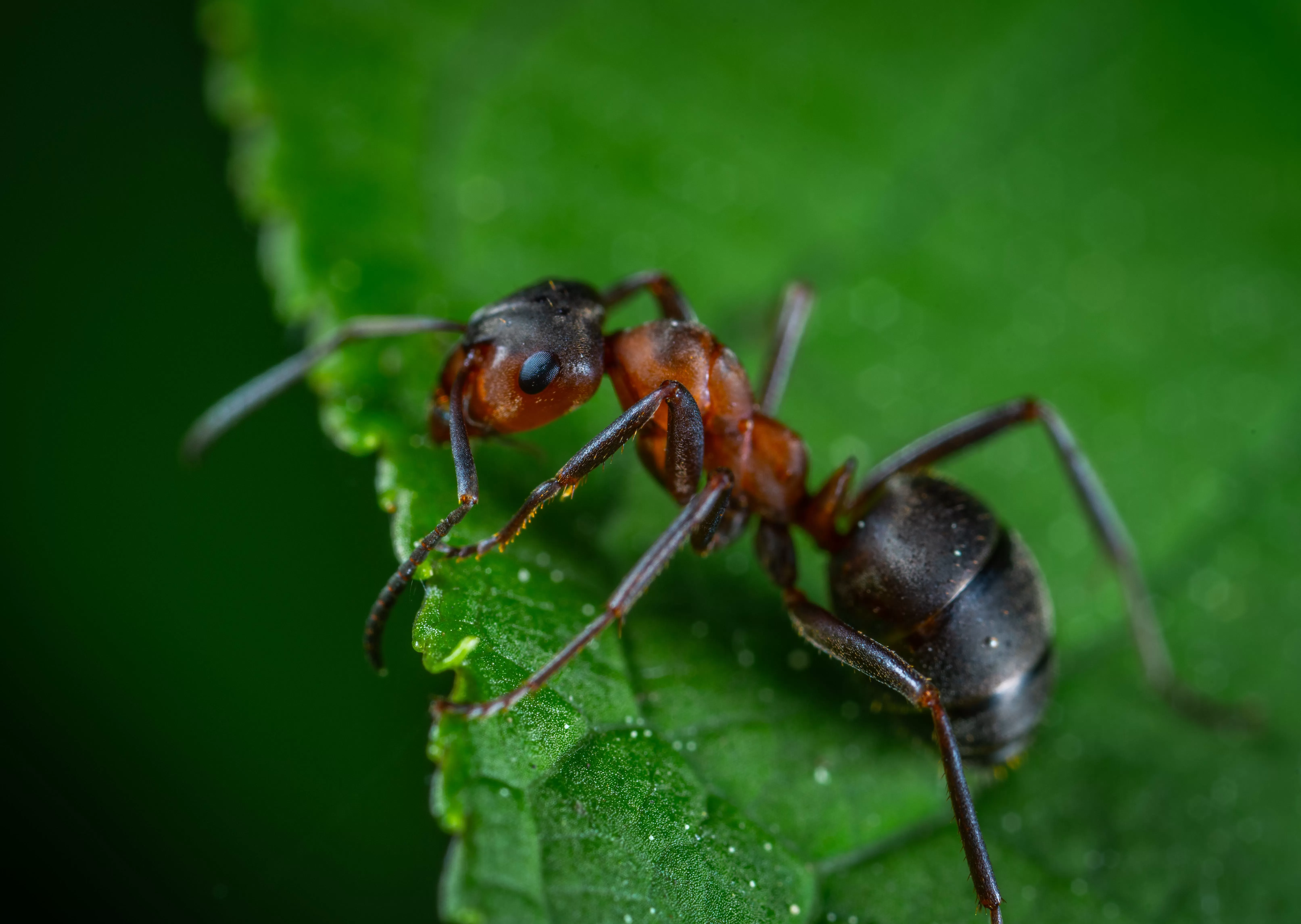 Menangkap keindahan fotografi makro, semut di daun Photo by Egor Kamelev (Egor Kamelev)